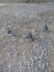 Columba livia domestica