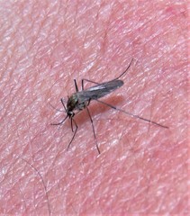 Aedes albifasciatus
