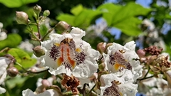 Catalpa bignonioides
