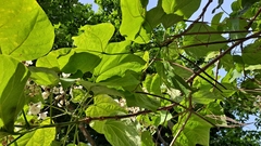 Catalpa bignonioides