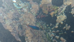 Microspathodon bairdii