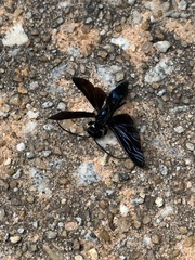 Chlorion aerarium