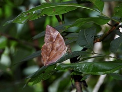 Zeuxidia amethystus amethystus