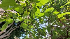 Catalpa bignonioides