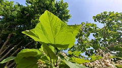 Catalpa bignonioides