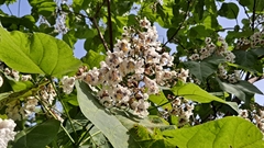 Catalpa bignonioides