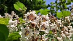 Catalpa bignonioides