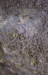 Rhynchostegium aquaticum