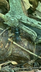 Sphodros atlanticus