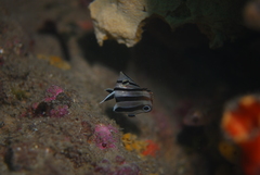 Chelmonops curiosus