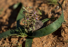 Ledebouria apertiflora