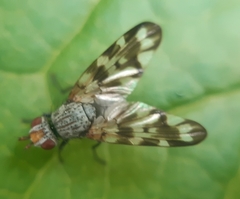 Otites centralis