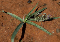 Ledebouria apertiflora