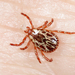 Ticks - Photo (c) Tom Murray, some rights reserved (CC BY-NC), uploaded by Tom Murray