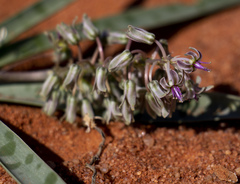 Ledebouria apertiflora