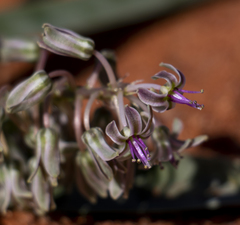 Ledebouria apertiflora