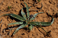 Ledebouria apertiflora