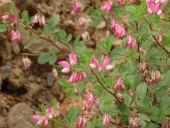 Ononis rotundifolia
