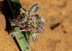Ledebouria apertiflora