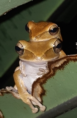 Polypedates leucomystax