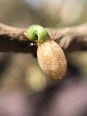 Struthanthus polyrhizus