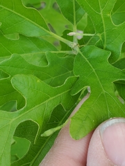Andricus chinquapin