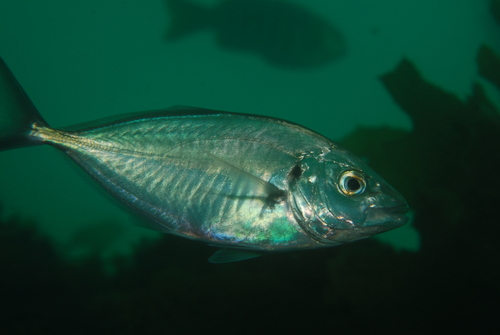Sand trevally (Pseudocaranx wrighti) — Carangidae — 4