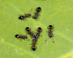 Dolichoderus plagiatus