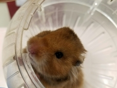 Mesocricetus auratus