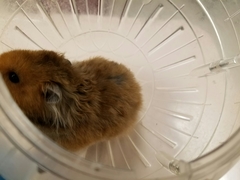 Mesocricetus auratus