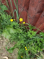 Ranunculus repens