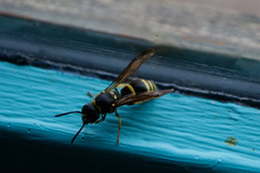 Ancistrocerus antilope
