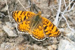 Phyciodes pallida