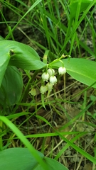 Convallaria majalis