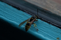 Ancistrocerus antilope