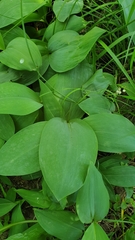 Convallaria majalis