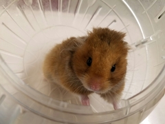 Mesocricetus auratus