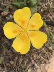 Cochlospermum regium