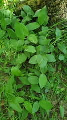 Convallaria majalis