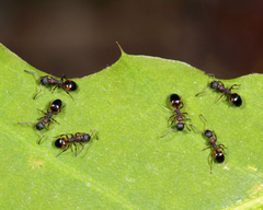 Dolichoderus plagiatus