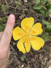 Cochlospermum regium