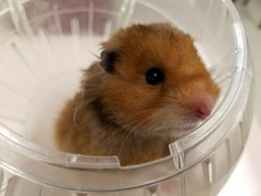 Mesocricetus auratus