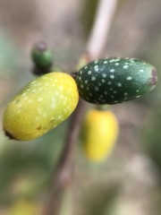 Struthanthus polyrhizus