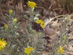 Hesperopsis alpheus