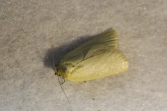 Zelotherses paleana