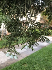 Afrocarpus gracilior