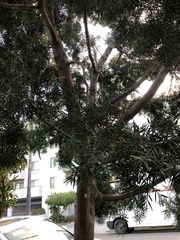 Afrocarpus gracilior