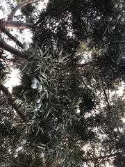 Afrocarpus gracilior