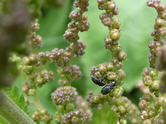 Brachypterus urticae