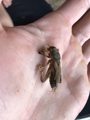 Neoscapteriscus vicinus